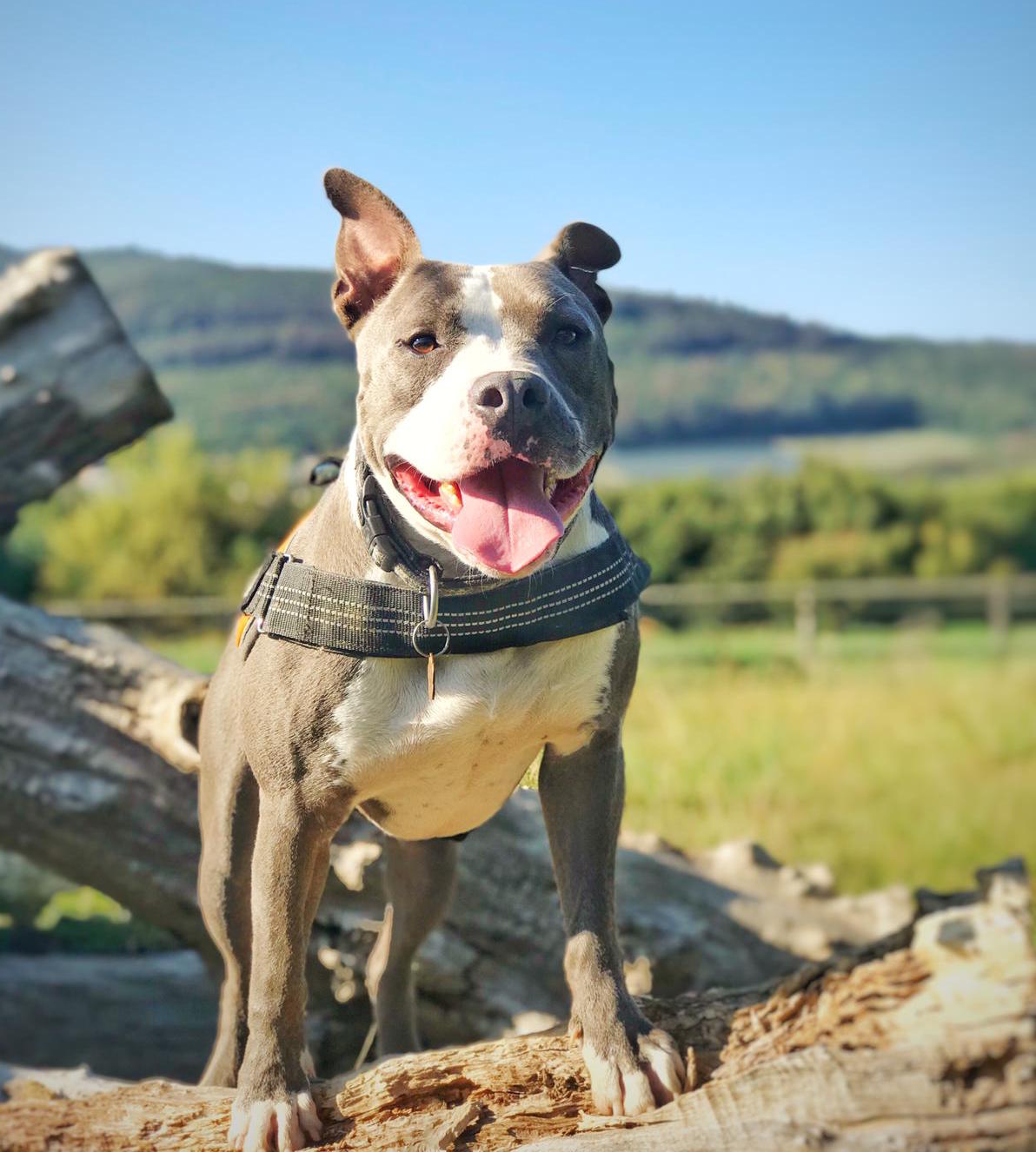 Listenhunde mit Bild: A Comprehensive Guide to the Ultimate Companion